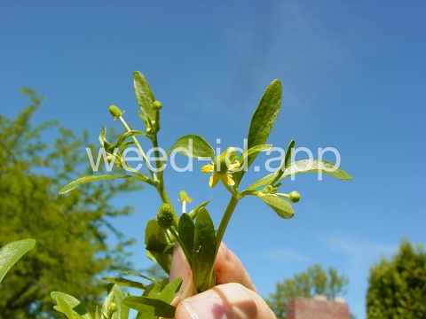 buttercup, crowfoot